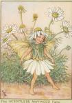 Flower Fairy Alphabet, antique Scentless Mayweed Flower Fairy print