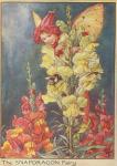 Flower Fairy Alphabet, antique Snapdragon Flower Fairy print