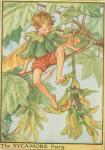 Flower Fairy Alphabet, antique Sycamore Flower Fairy print