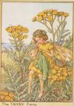 Flower Fairy Alphabet, antique Tansy Flower Fairy print