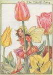 Flower Fairy Alphabet, antique Tulip Flower Fairy print