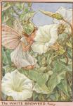 Flower Fairy Alphabet, antique White Bindweed Flower Fairy print