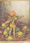 Flower Fairy Alphabet, antique Winter Aconite Flower Fairy print