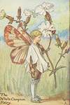 Flower Fairy Alphabet, antique White Campion Flower Fairy print