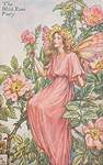 Flower Fairy Alphabet, antique Wild Rose Flower Fairy print